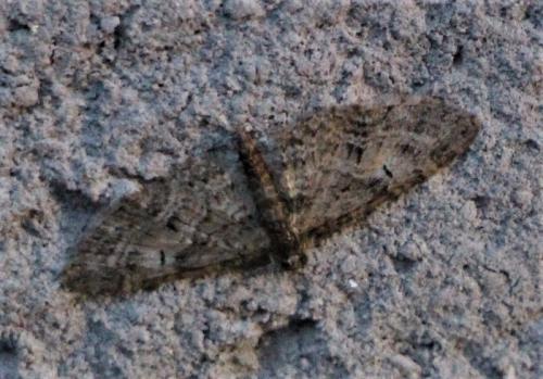 Réf. 315 718 : Eupithecia abbreviata